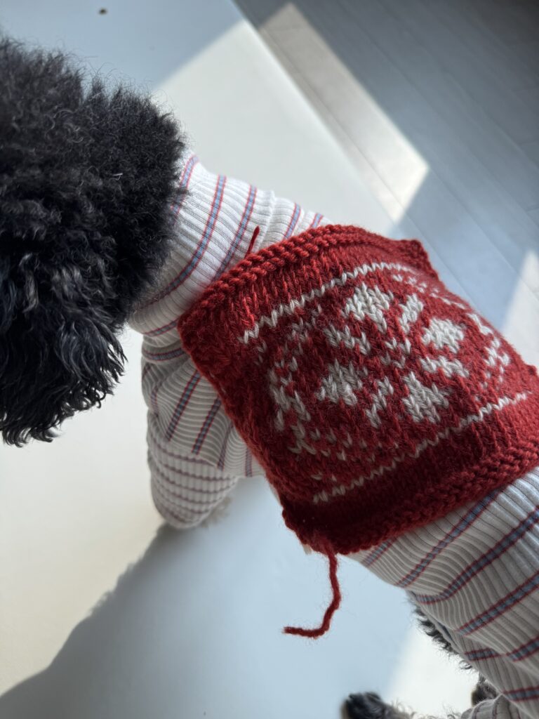 강아지 등에 올려둔 빨간 배색 뜨개 스와치로 코위찬 패턴 게이지를 확인하는 모습