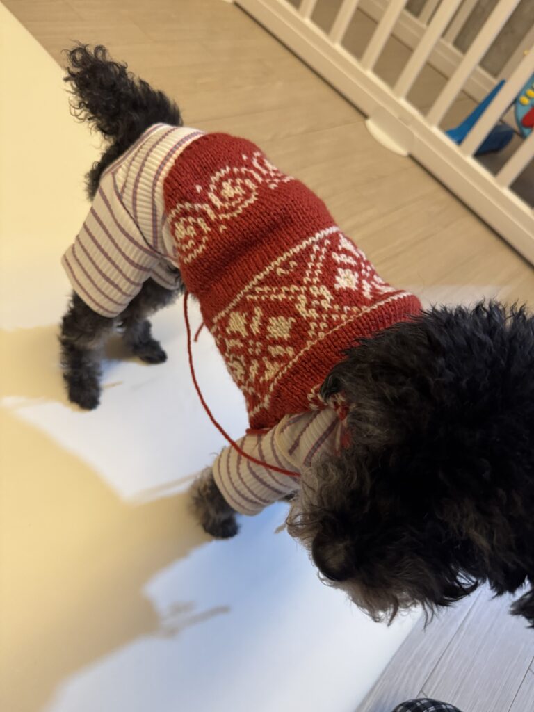 완성 전 단계의 코위찬 니트를 입은 강아지가 실내에서 서 있는 모습