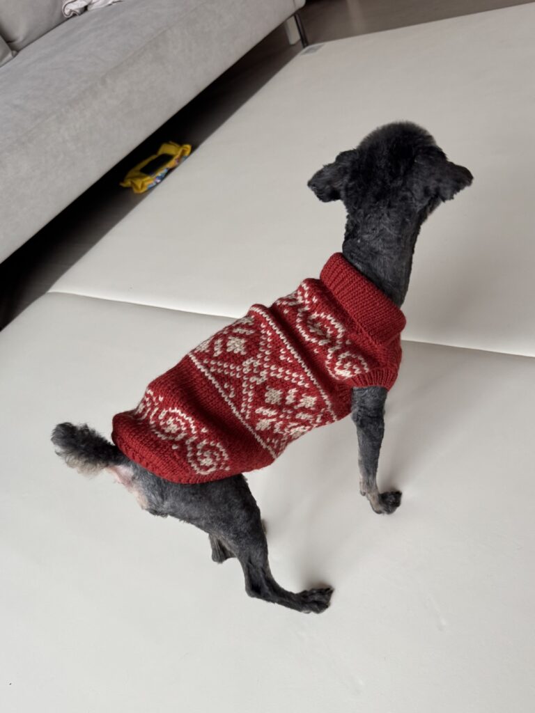 빨간 코위찬 니트를 입은 강아지가 뒤를 바라보고 있는 모습
