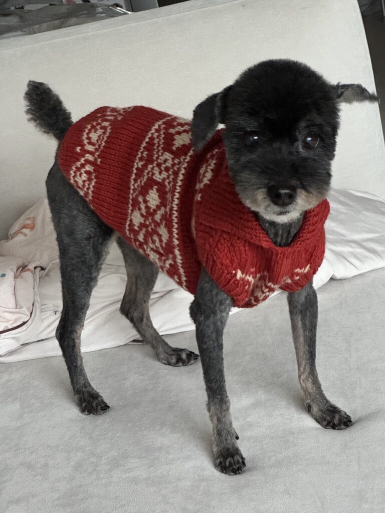 빨간 코위찬 니트를 입은 강아지가 소파 위에 서 있는 모습