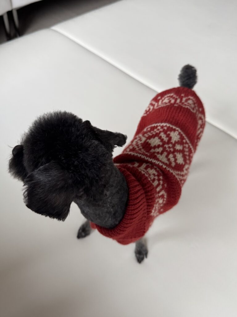 빨간 코위찬 니트를 입은 강아지를 위에서 내려다본 모습