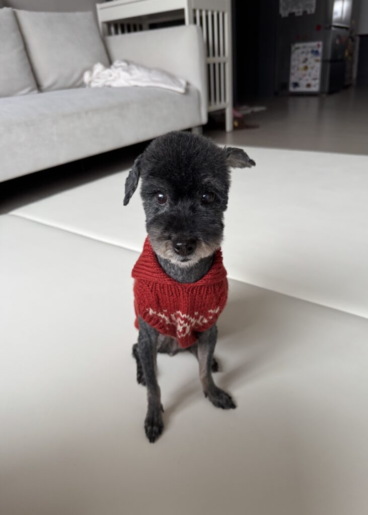 빨간 코위찬 니트를 입은 강아지가 정면을 바라보고 앉아 있는 모습